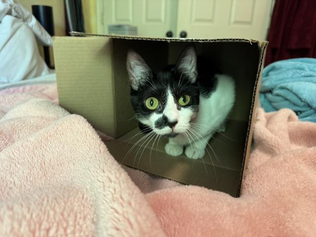 Tuxedo cat poking head out of a cardboard box on its side