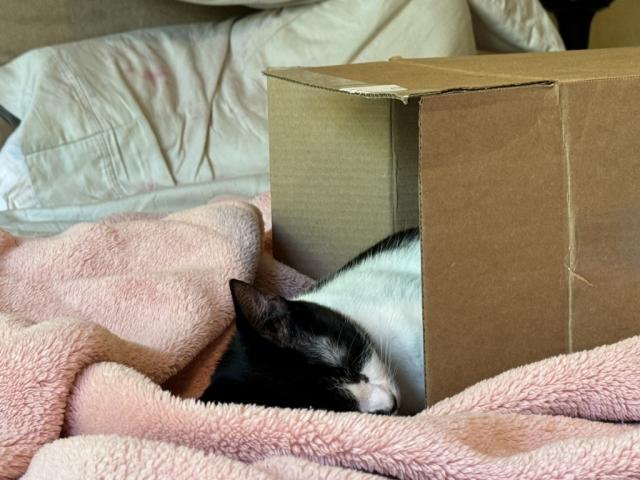 Tuxedo cat asleep half in and half out of a cardboard box on its side