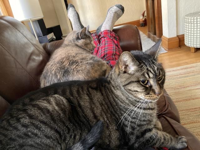 Two cats on a person.