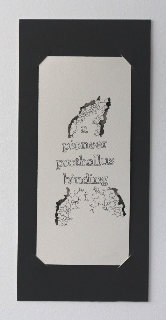 A second ink drawing, the same lichen but this time with dark borders on either side and crack-like features. Text this time reads 'a pioneer prothallus binding i'