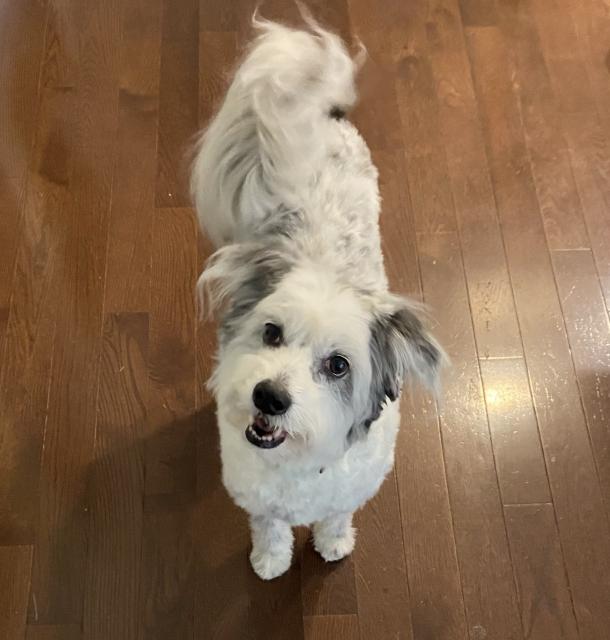 A happy white dog with black spots.