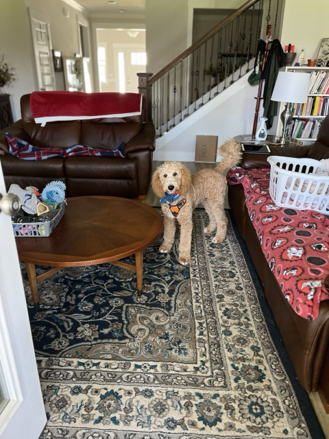 Picture of golden doodle puppy,