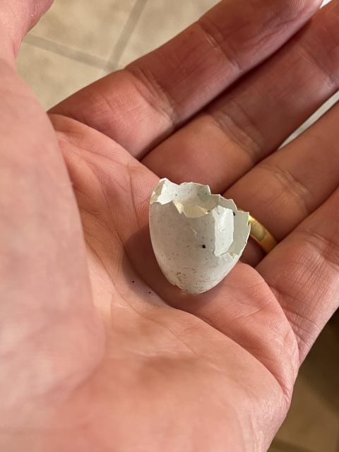 Half a small light blue eggshell sitting in my palm