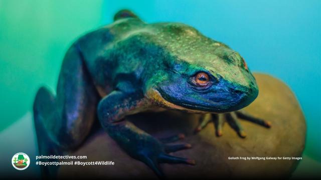 Goliath Frogs are #endangered in #Gabon #Cameroon and Equatorial Guinea by #palmoil #deforestation and #hunting. Help them every time you shop and #Boycottpalmoil #Boycott4Wildlife  https://palmoildetectives.com/2023/10/29/goliath-frog-conraua-goliath/ via 
@palmoildetectives 