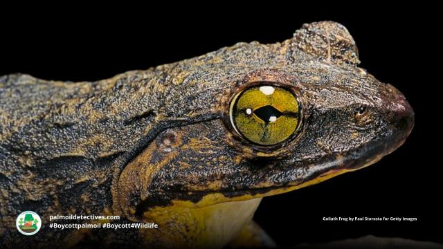 Goliath Frogs are #endangered in #Gabon #Cameroon and Equatorial Guinea by #palmoil #deforestation and #hunting. Help them every time you shop and #Boycottpalmoil #Boycott4Wildlife  https://palmoildetectives.com/2023/10/29/goliath-frog-conraua-goliath/ via 
@palmoildetectives 