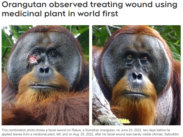 This combination photo shows a facial wound on Rakus, a Sumatran orangutan, on June 23, 2022, two days before he applied leaves from a medicinal plant, left, and on Aug. 25, 2022, after his facial wound was barely visible

https://www.ctvnews.ca/sci-tech/orangutan-observed-treating-wound-using-medicinal-plant-in-world-first-1.6870817