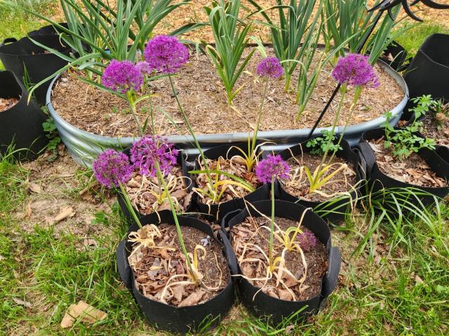 Allium plants in black grow bags - nice purple flowers