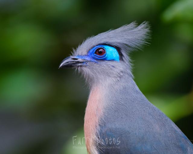 Closeup profile of a Crescted Coua. It has a bright blue mask on its grey face.