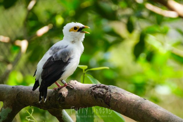 Black winged mynah singing a song on a tree branch. It has a striking yellow mask on a white face.