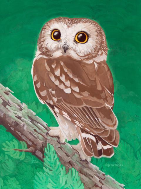 A cute, round saw-whet owl stands on a lichen branch surrounded by evergreen leaves. The owl's body is turned away from you, but its head is rotated 3/4 of the way around.