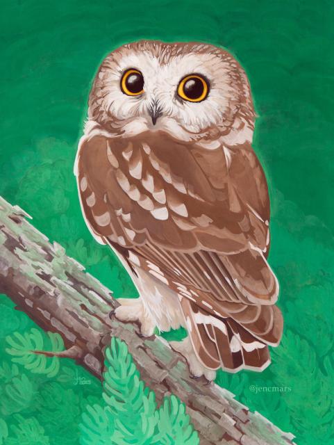 A cute, round saw-whet owl stands on a lichen branch surrounded by evergreen leaves. The owl's body is turned away from you, but its head is rotated 3/4 of the way around.