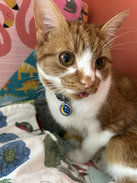 A little ginger and white cat with a massive underbite and a cute wee tongue. 