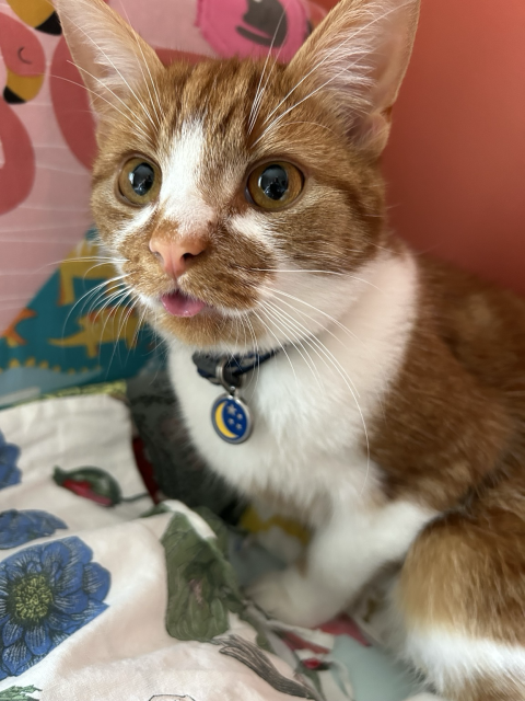 As above. Nansen the cutest ginger and white cat. 