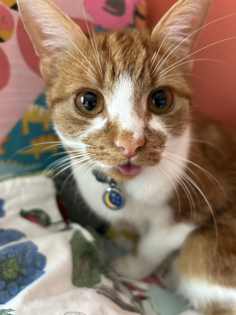 Oh Nansen! Little ginger cat dude looking straight into the camera. Massive blep. 