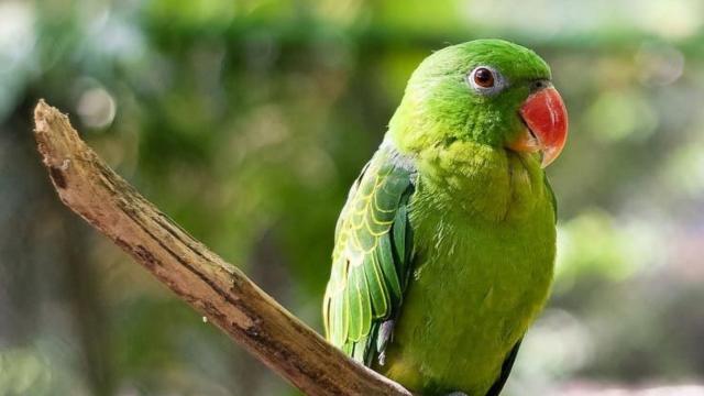 The Blue-backed Parrot of The #Philippines is #endangered due to massive #deforestation for #palmoil and #meat #agriculture. Support their survival in the supermarket, go plant-based and #Boycott4Wildlife via 
@palmoildetectives 
  https://palmoildetectives.com/2021/01/21/blue-backed-parrot-tanygnathus-everetti/