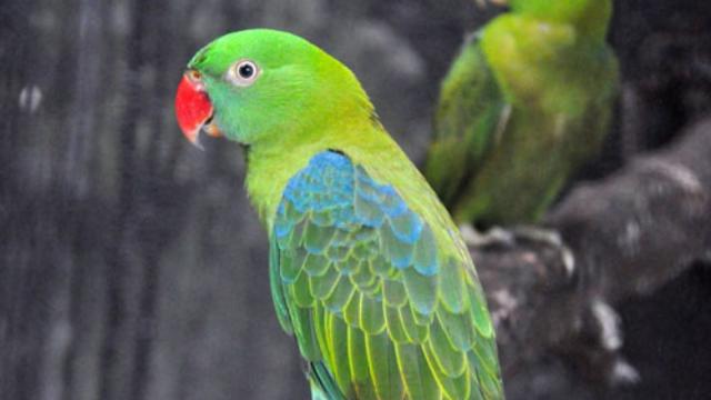 The Blue-backed Parrot of The #Philippines is #endangered due to massive #deforestation for #palmoil and #meat #agriculture. Support their survival in the supermarket, go plant-based and #Boycott4Wildlife via 
@palmoildetectives 
  https://palmoildetectives.com/2021/01/21/blue-backed-parrot-tanygnathus-everetti/