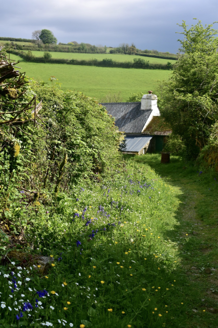 Wild flowers along a footpath and a cottage in the background.
