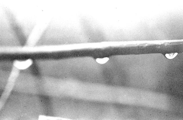 Three raindrops cling to a branch. The one at right is the most in focus.