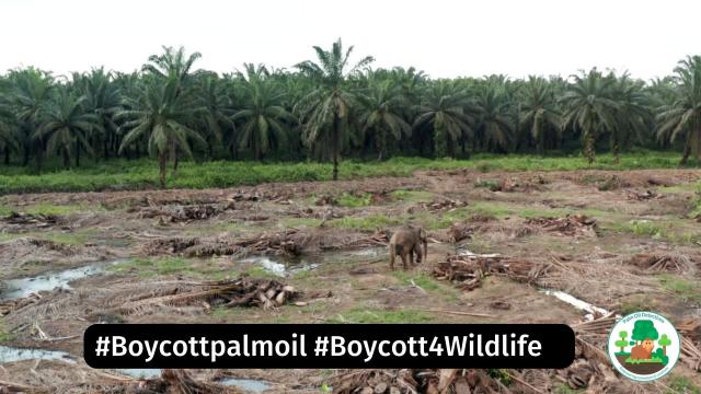 #News: #Roads of destruction: #researchers find vast numbers of illegal ‘ghost roads’ are used to crack open pristine rainforest leading to #ecocide, #landgrabbing and biodiversity loss #Boycottpalmoil @theconversationau@mastodon.social  https://theconversation.com/roads-of-destruction-we-found-vast-numbers-of-illegal-ghost-roads-used-to-crack-open-pristine-rainforest-227222