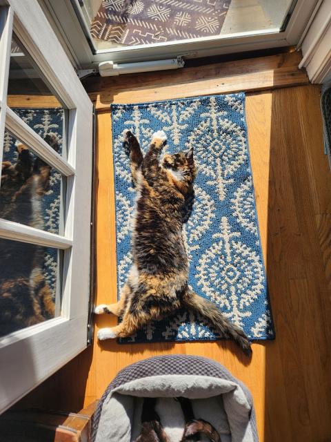 Tortoiseshell cat sprawled out on a blue doormat in the sun