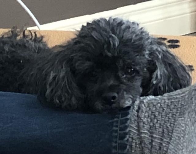 A close up of a black Toy Poodle with her chin resting on a blue jean clad ankle. There is a brown blanket with a paw print pattern on it in the  background. 
