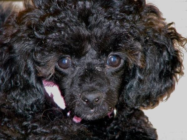 A close up of a black Toy Poodle puppy. This is a photo of Kiwi, wearing her pink collar, at about 10 weeks old, when we brought her home. She was funny, happy, mischievous pup. We miss you, kid. 