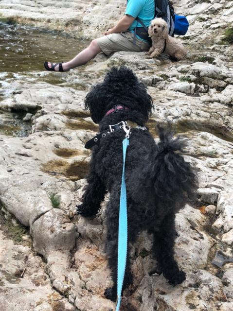 Adventurous Kiwi (black Toy Poodle in the foreground), hiking over rocks with her brother Riley (apricot Toy Poodle in the background) and Doug on my birthday hike in 2018. These two dogs were wonderful companions to us — and each other. They’ll be forever in our hearts. 💕 