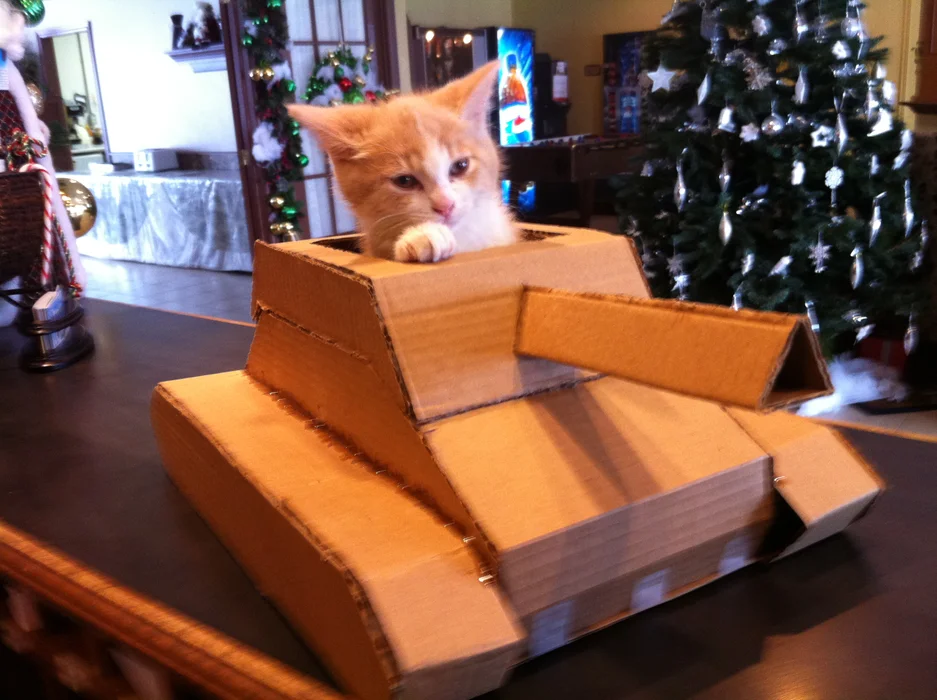 cat in cardboard tank