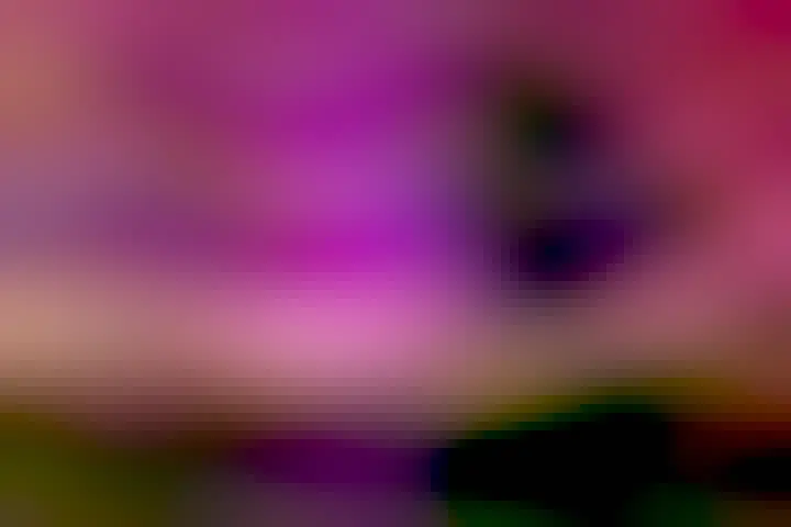 Red and purple aurora appear over a field in Poland. A tree is seen to the right, and a person stands in the distance holding a glowing phone.