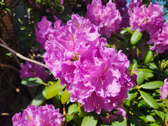 Purple Rhododendron closeup