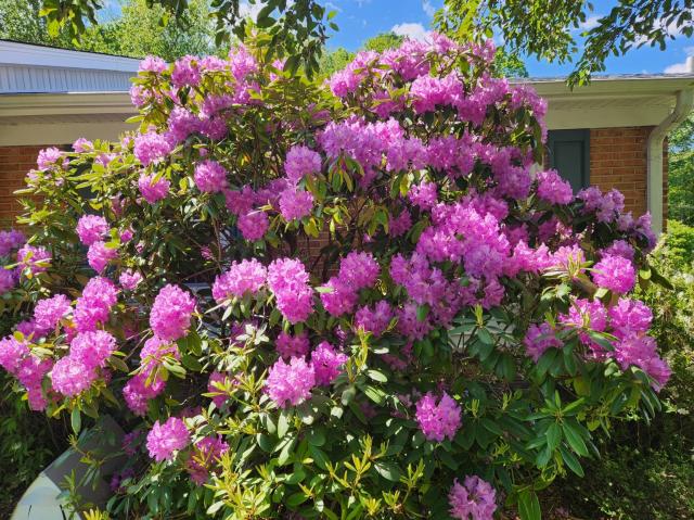 A large purple rhododendron bush in front of a house