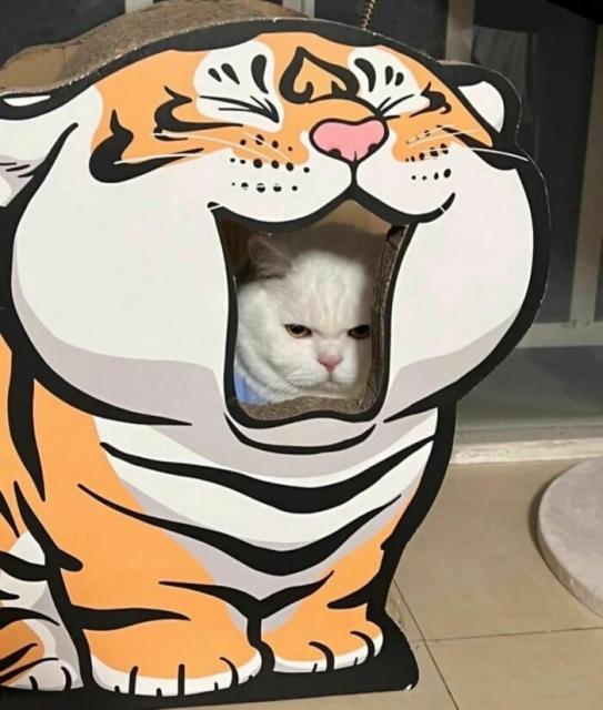 kitty tiger