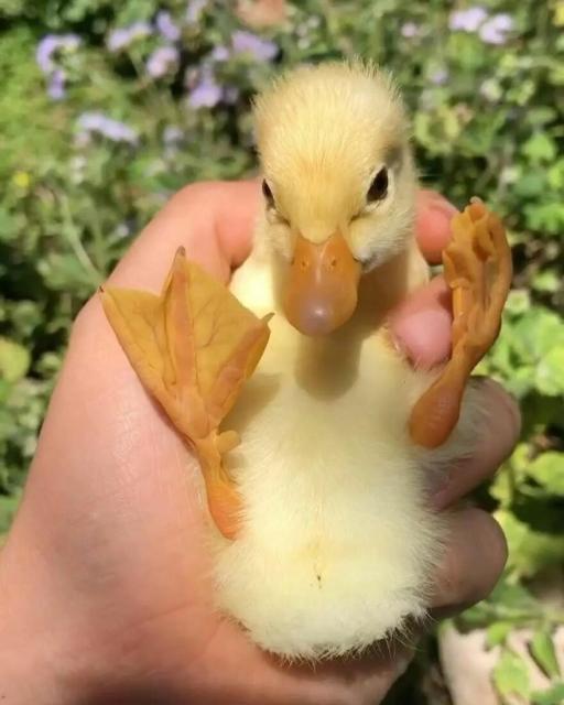 cute duckling