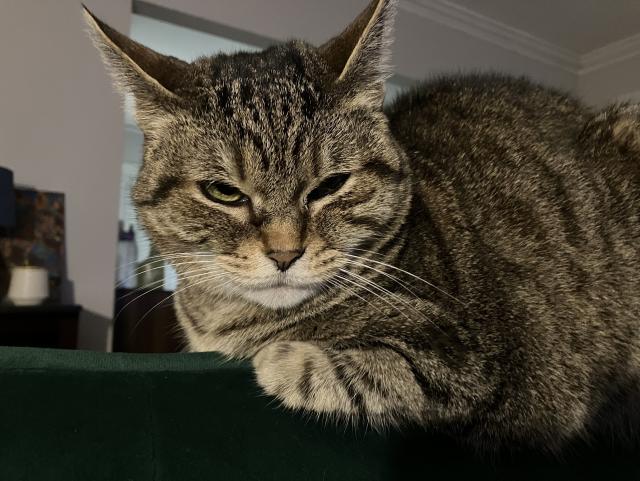 Ripple lying on the back of my couch looking all scrunched up. Get paws are curled into her chest and her ears are at angles and her face looks all puffy. Her eyes are barely open. She’s at peak Wilford Brimley. She’s also right on the verge of a comfy little nap 