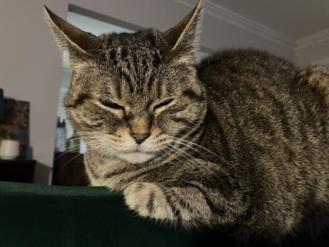 Ripple lying on the back of my couch looking all scrunched up. Get paws are curled into her chest and her ears are at angles and her face looks all puffy. Her eyes are barely open. She’s at peak Wilford Brimley. She’s also right on the verge of a comfy little nap 