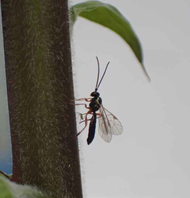 A wasp stands upright on a step, with transparent wings, a black body, long antennae, and orange legs. An aphid between its legs.