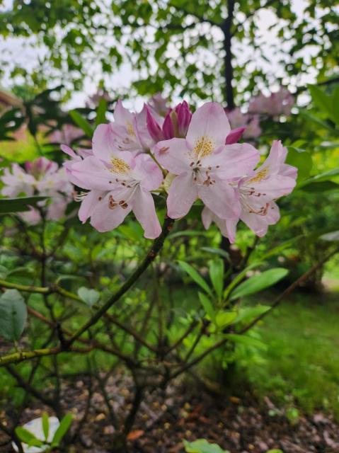 Pink rhododendron blossoms on a rainy day