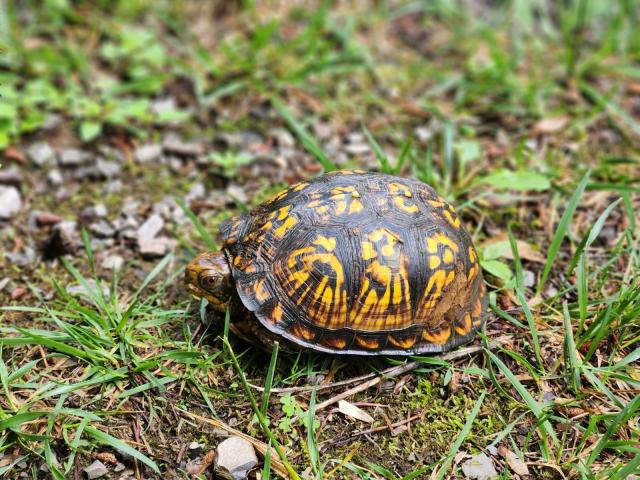 Bright yellow and brown turtle