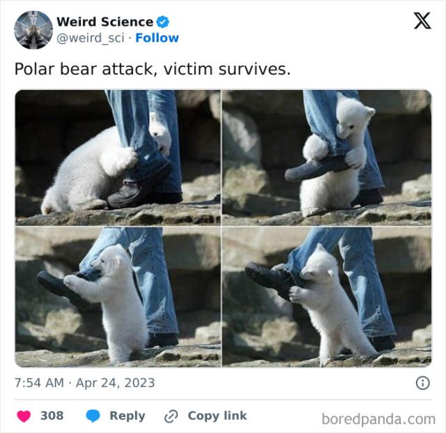 polar bear cub attack