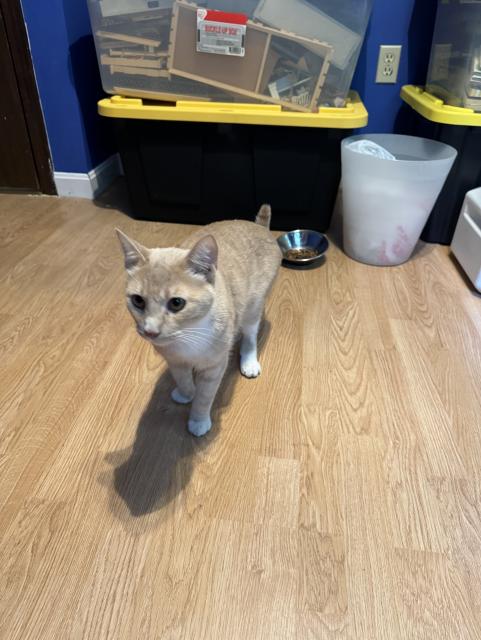A sandy-colored tabby cat with white paws and a white belly and chest standing on a vinyl plank floor.