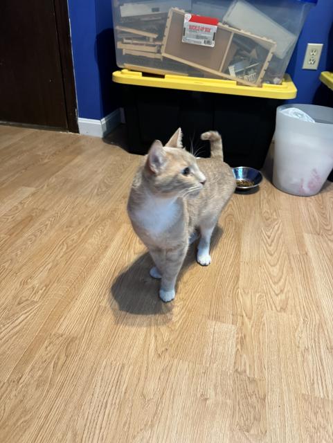 The same cat, now with his head turned. He wouldn't hold still because he was too enamored with exploring.