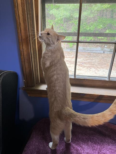 The same can standing tall on his hind legs to look out the window at the world outside. Except he's instead sniffing the stick that controls the opening and closing of the blinds.