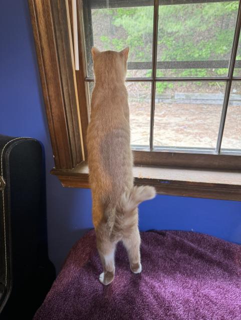 Same cat, still at the window. Now he's actually looking outside.