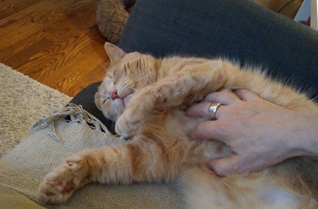 A beige/orange tabby is on his back getting a vigorous belly rub, eyes closed and purring