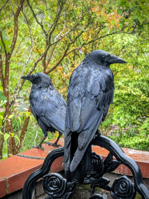 Two crows sit on the brick wall of a patio and the back of a black wrought iron chair. Raindrops are falling down and resting on their feathers. They are looking soggy. 

The crow on the wall has just pooped, and I've had to move the camera so the back of the chair covers most of the white puddle.