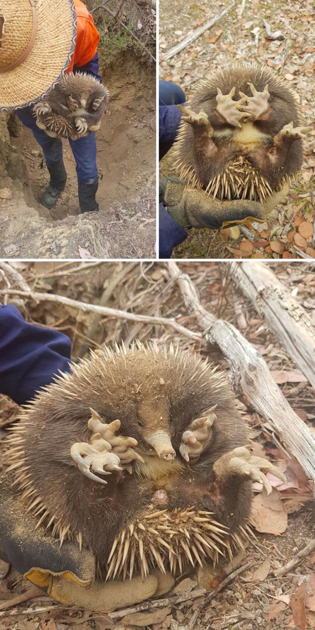 echidna