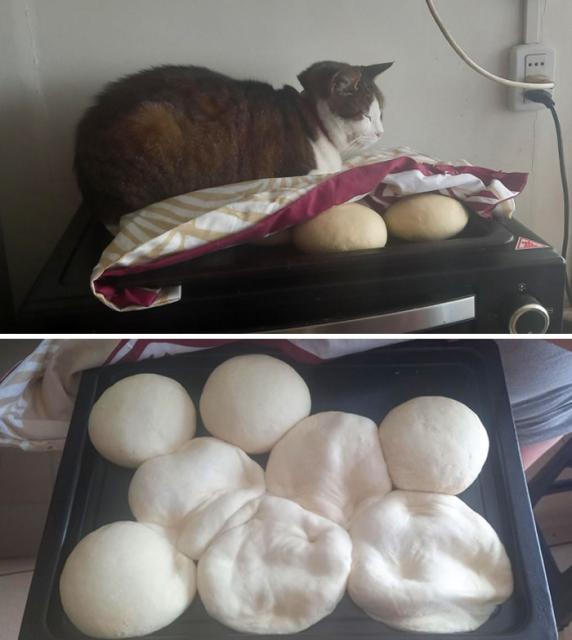 cat on bread