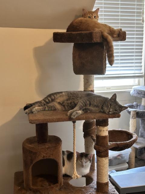 A large vertical cat tree with an orange tabby on the top, a blue tabby in the middle, and a calico on the lowest level in the shot. They all look pretty relaxed and cozy.