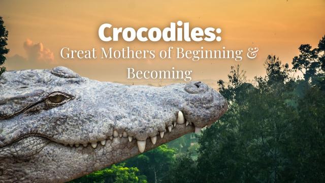 🌿 Little known fact: Mugger #crocodiles of #India enjoy playing with #flowers and letting smaller crocs ride on their backs. They are losing their homes to #palmoil and other #deforestation #Boycottpalmoil https://countercurrents.org/2024/05/crocodiles-great-mothers-of-beginning-and-becoming/ #Boycottpalmoil #Boycott4Wildlife