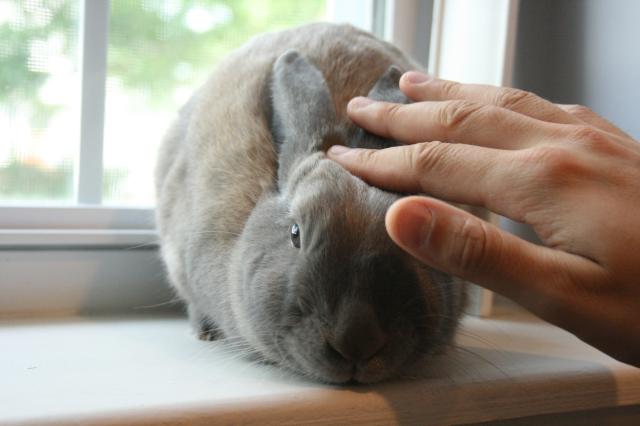 A brown rabbit sits on a windowsill enjoying pets from the photographer.